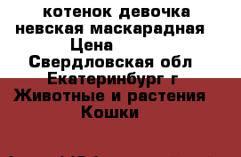 котенок девочка невская маскарадная › Цена ­ 500 - Свердловская обл., Екатеринбург г. Животные и растения » Кошки   